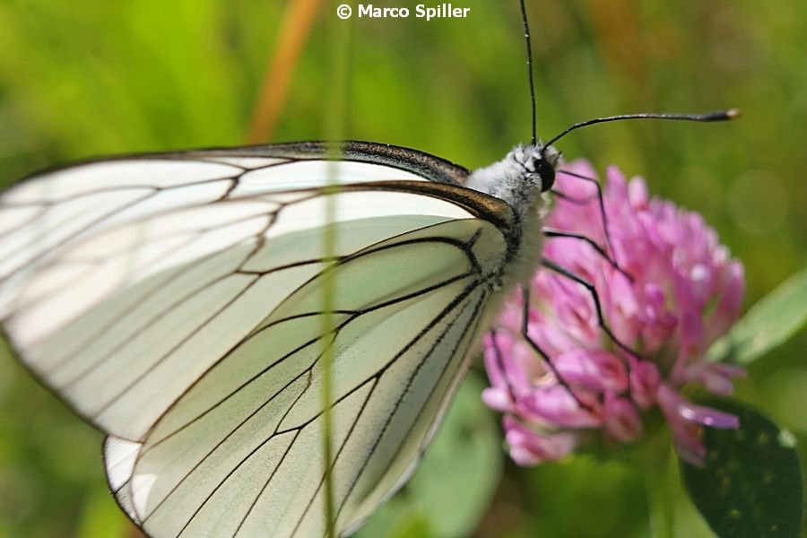 Aporia crataegi